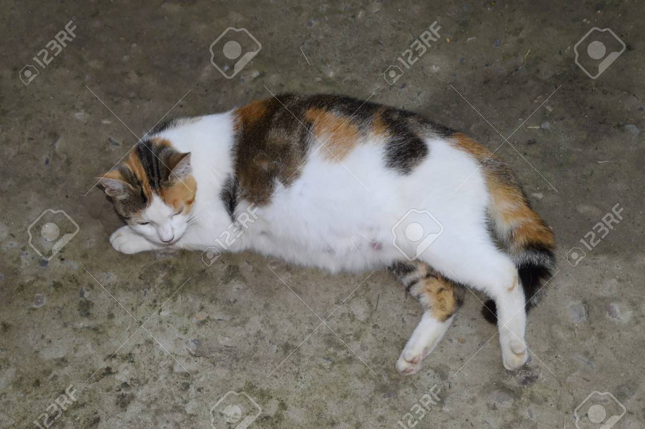 妊娠猫が休憩します コンクリートの上に横たわる大きな腹を持つ三毛猫 の写真素材 画像素材 Image 5646