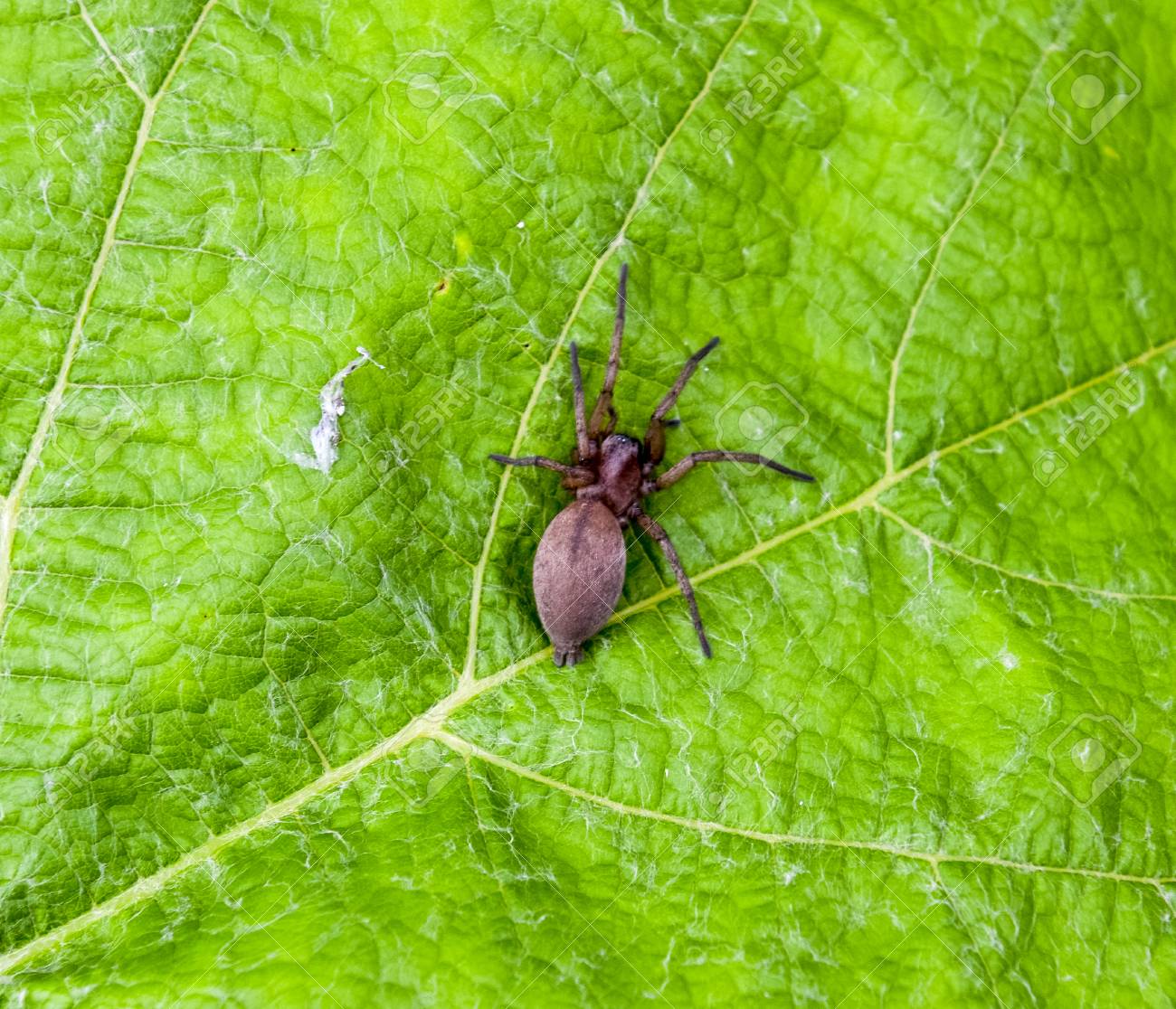 Mizgir クモのタランチュラ Araneomorphic クモ蜘蛛狼 の写真素材 画像素材 Image