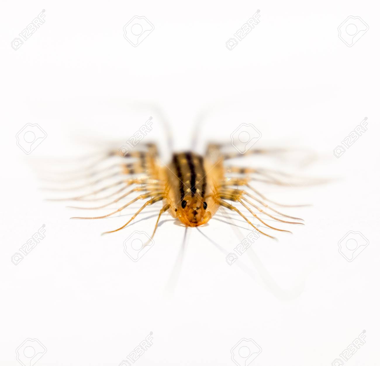 スクーティグラ コレオプトラタフライキャッチャームカデフライキャッチャー昆虫捕食者 の写真素材 画像素材 Image