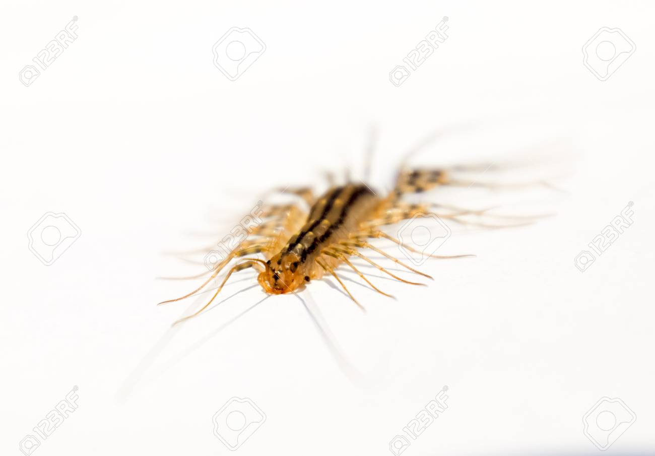 スクーティグラ コレオプトラタフライキャッチャームカデフライキャッチャー昆虫捕食者 の写真素材 画像素材 Image