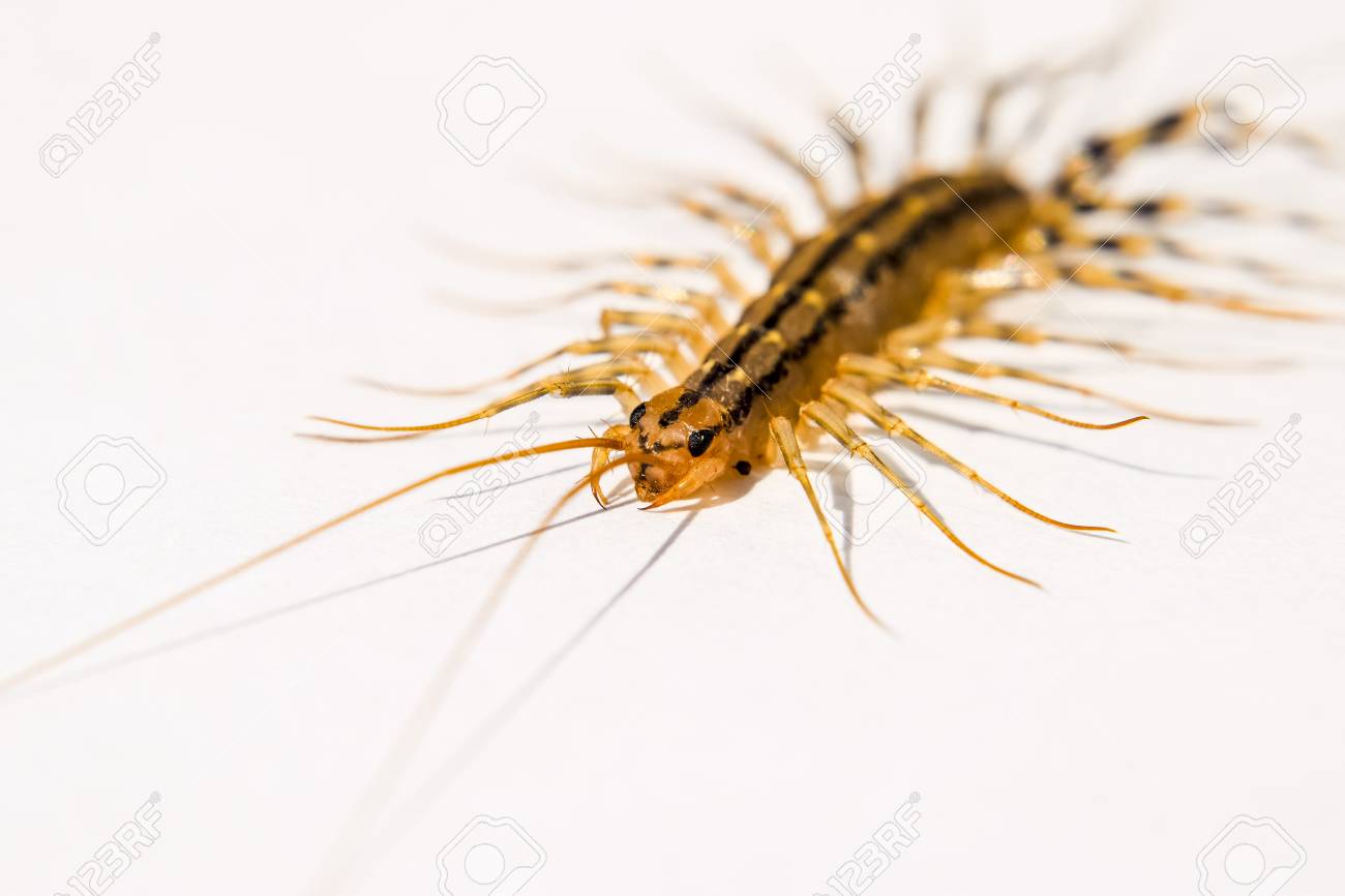 フライキャッチャー ムカデフライキャッチャー 昆虫捕食者スクーティーリャ コレオプラタ の写真素材 画像素材 Image