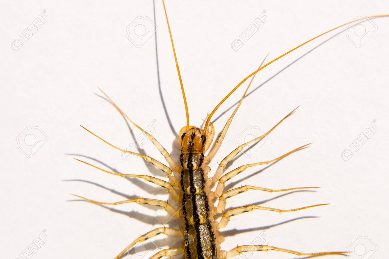 フライキャッチャームカデフライキャッチャー 昆虫捕食者スクティゲラ コレオプトラタ の写真素材 画像素材 Image