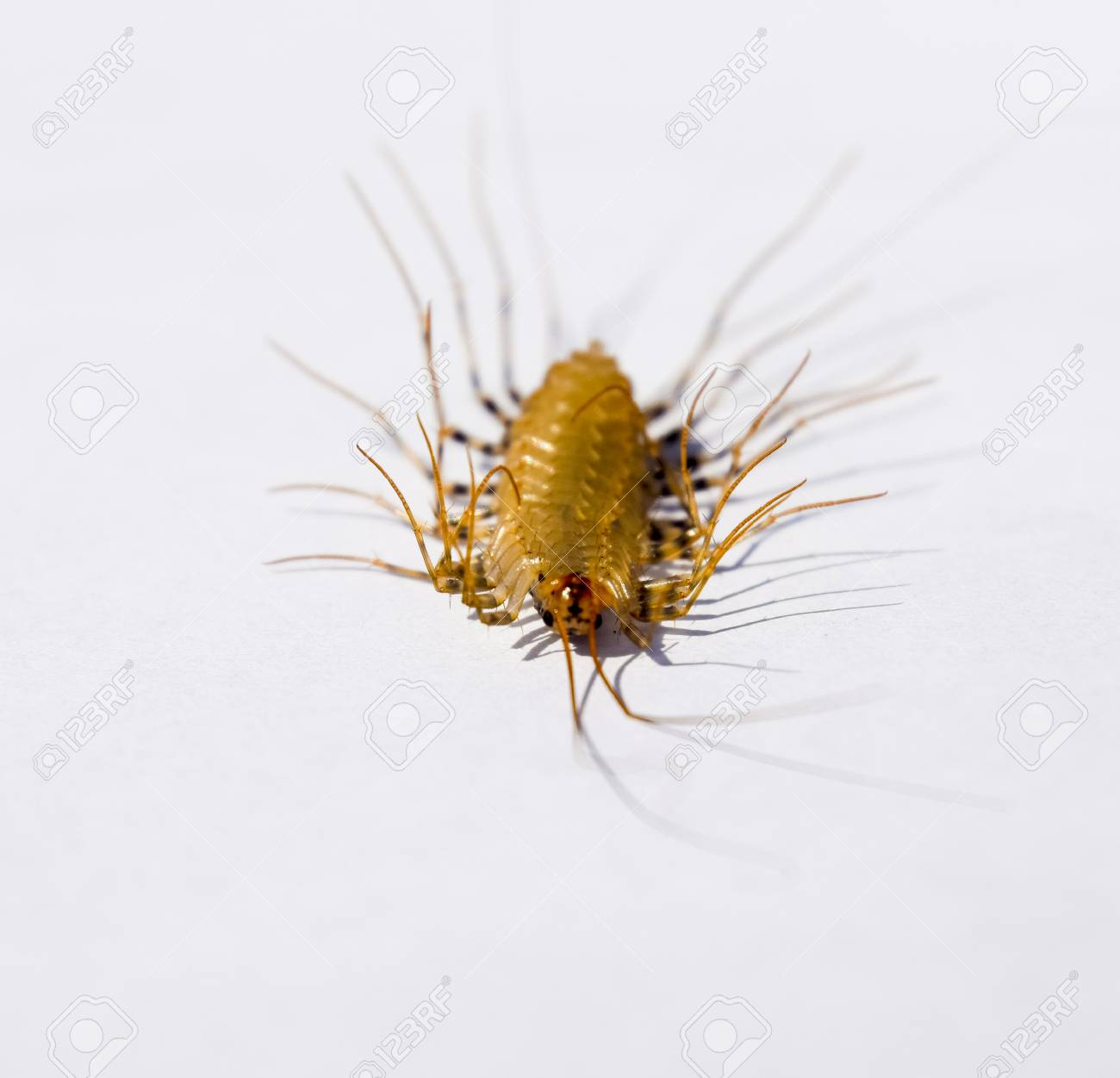 スクーティグラ コレオプトラタフライキャッチャームカデフライキャッチャー昆虫捕食者 の写真素材 画像素材 Image