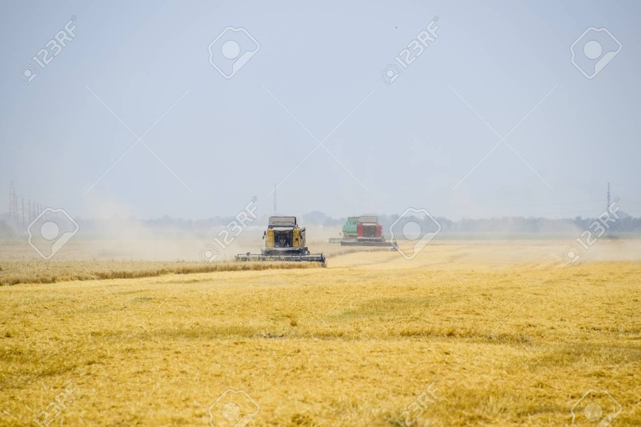 コンバインハーベスターで小麦を収穫する 熟した小麦の畑 農業機械 の写真素材 画像素材 Image