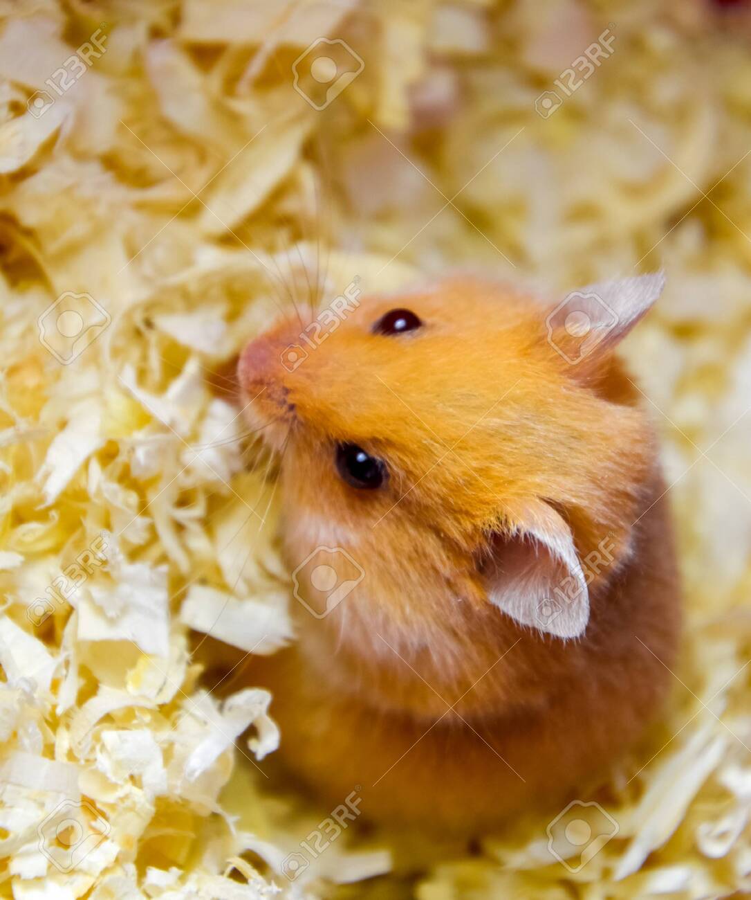 hamster sawdust