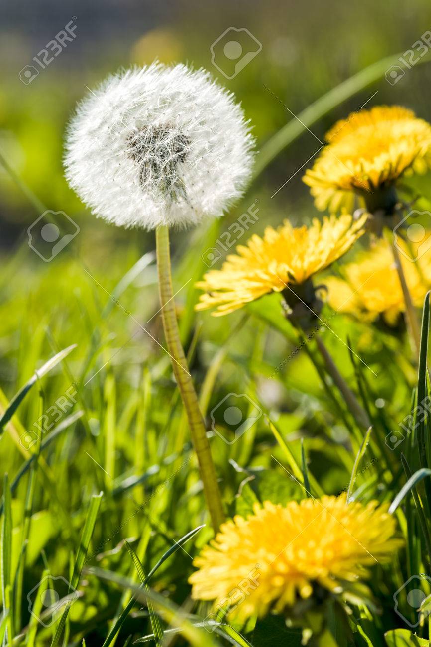Beautiful White Dandelion With Seeds On Meadow In The Sunlight Stock Photo Picture And Royalty Free Image Image