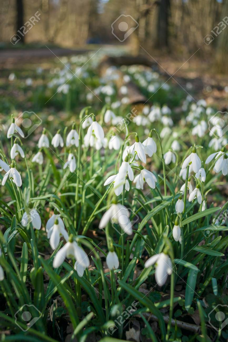 Image Detaillee Avec Un Bouquet De Snowflake Ou Snowdrop Fleur En Fleur L Une Des Premieres Fleurs Du Printemps Qui Fleurit En Fevrier Et Mars Belle Fleur Blanche Et Vert Leavesat Texel Pays Bas