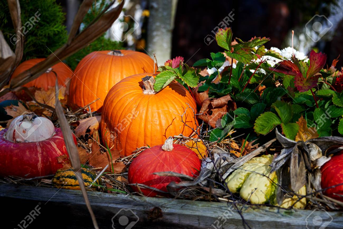Halloween ハロウィンタペストリー背景撮影大きいかぼちゃ秋