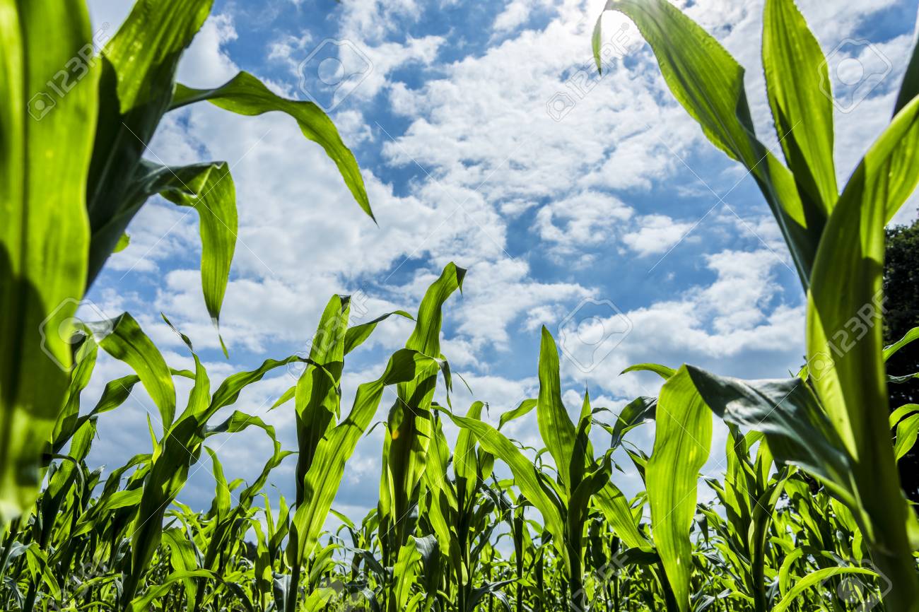 Young Green Corn Plants On Farmland Extreme Low Angle Shot