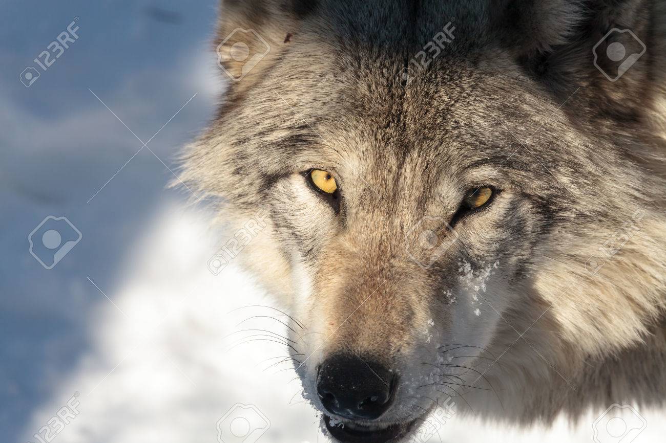 Percant Regard D Un Loup Du Bois Loup Gris En Hiver Banque D Images Et Photos Libres De Droits Image Percant Regard D Un Loup Du Bois Loup Gris En Hiver Banque D Images Et Photos Libres De Droits Image
