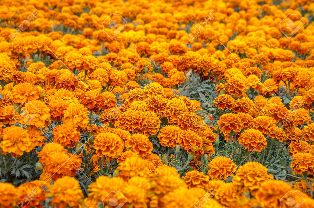 cempasuchil flower tagetes erecta mexican flower of the day