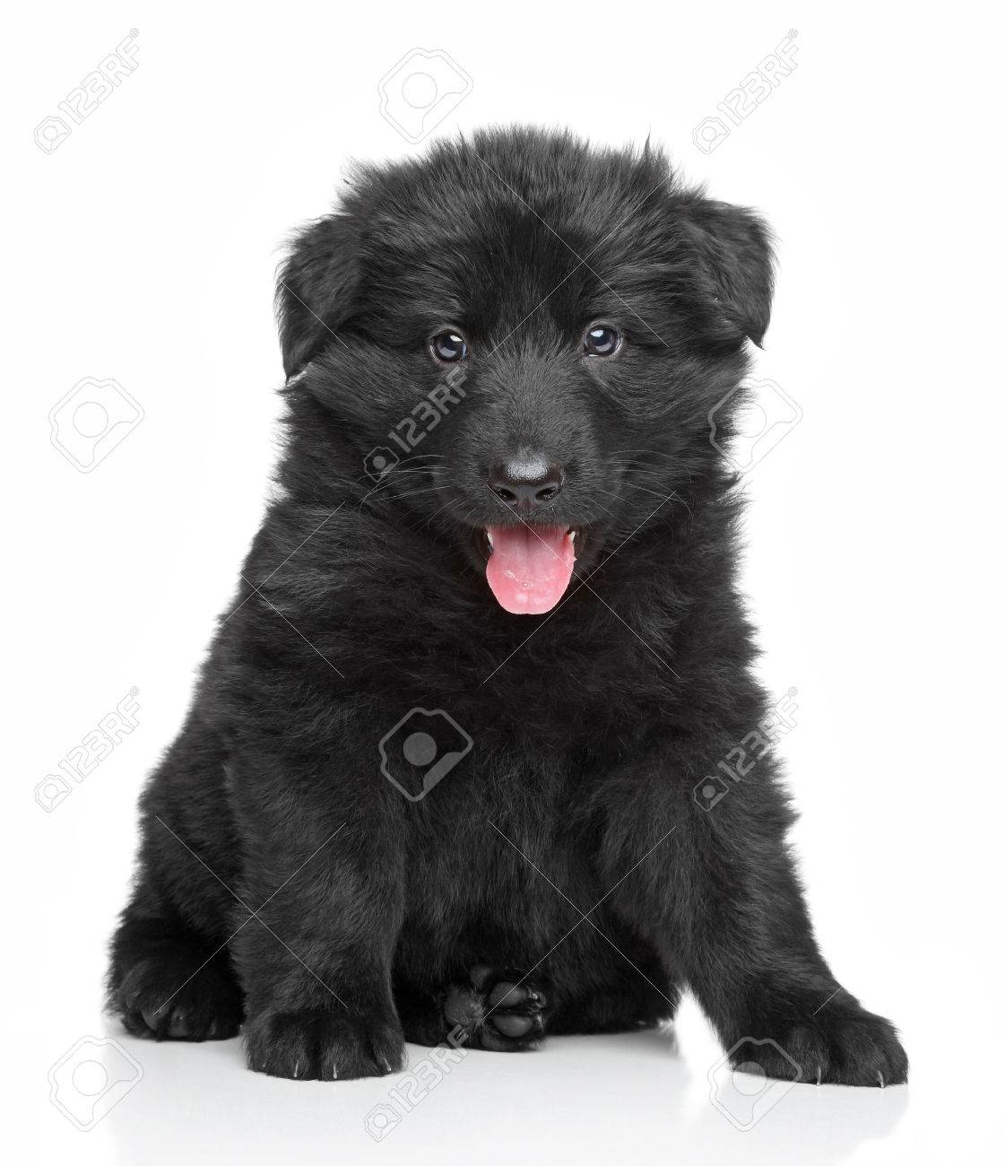 Black German Shepherd Puppy Sits On White Stock Photo Picture And