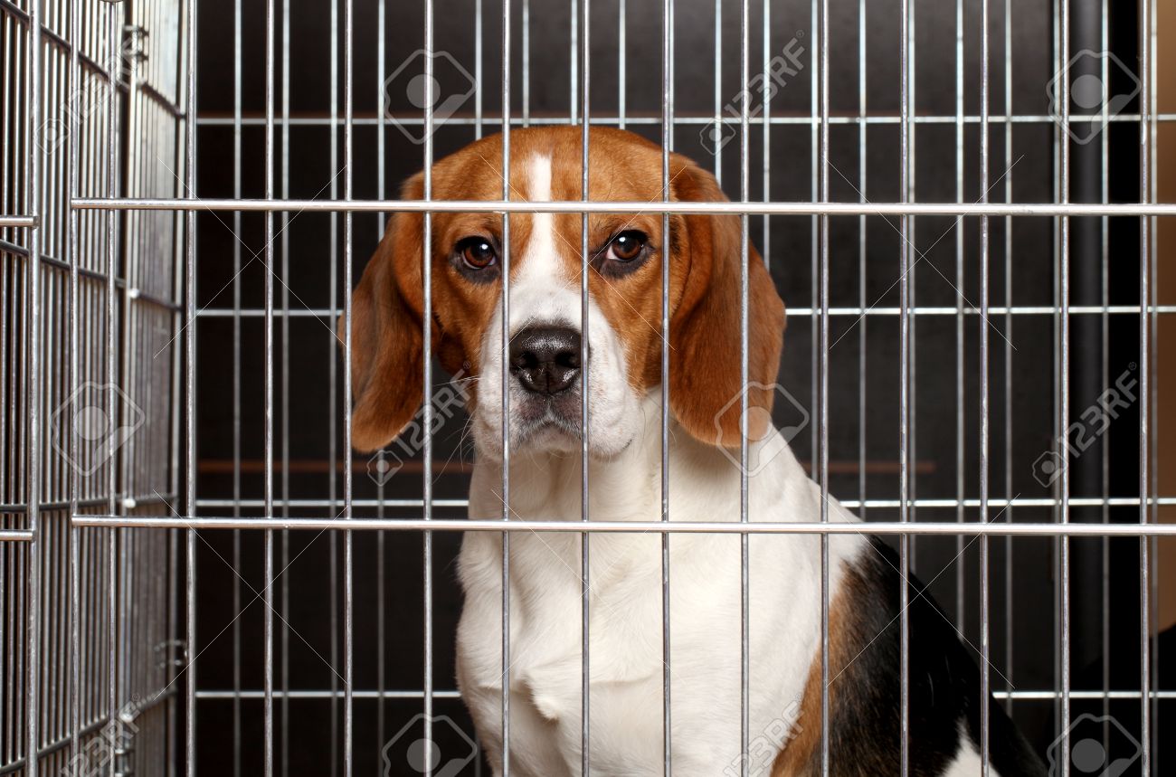 cage for beagle
