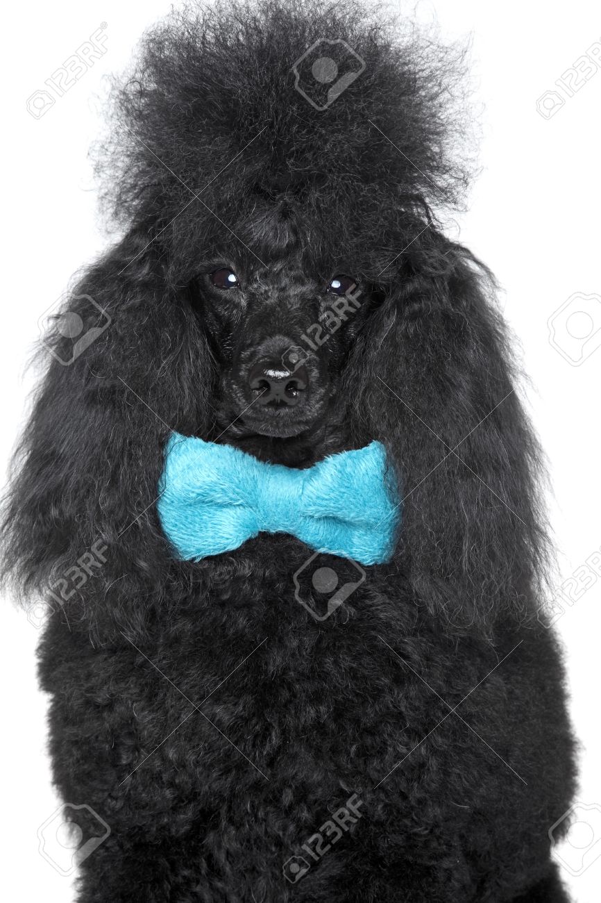 blue mini poodle