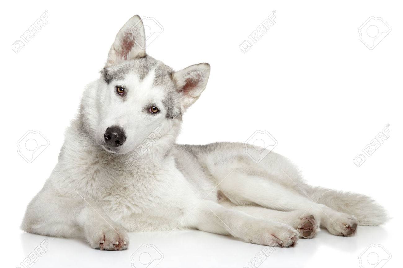 白い背景に横たわっているシベリアン ハスキー犬 の写真素材 画像素材 Image 白い背景に横たわっているシベリアン ハスキー犬 の写真素材 画像素材 Image