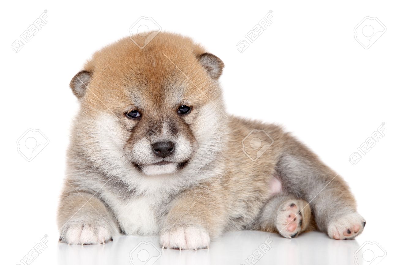 Japanese Shiba Inu Puppy Lying On A White Background Stock Photo Picture And Royalty Free Image Image
