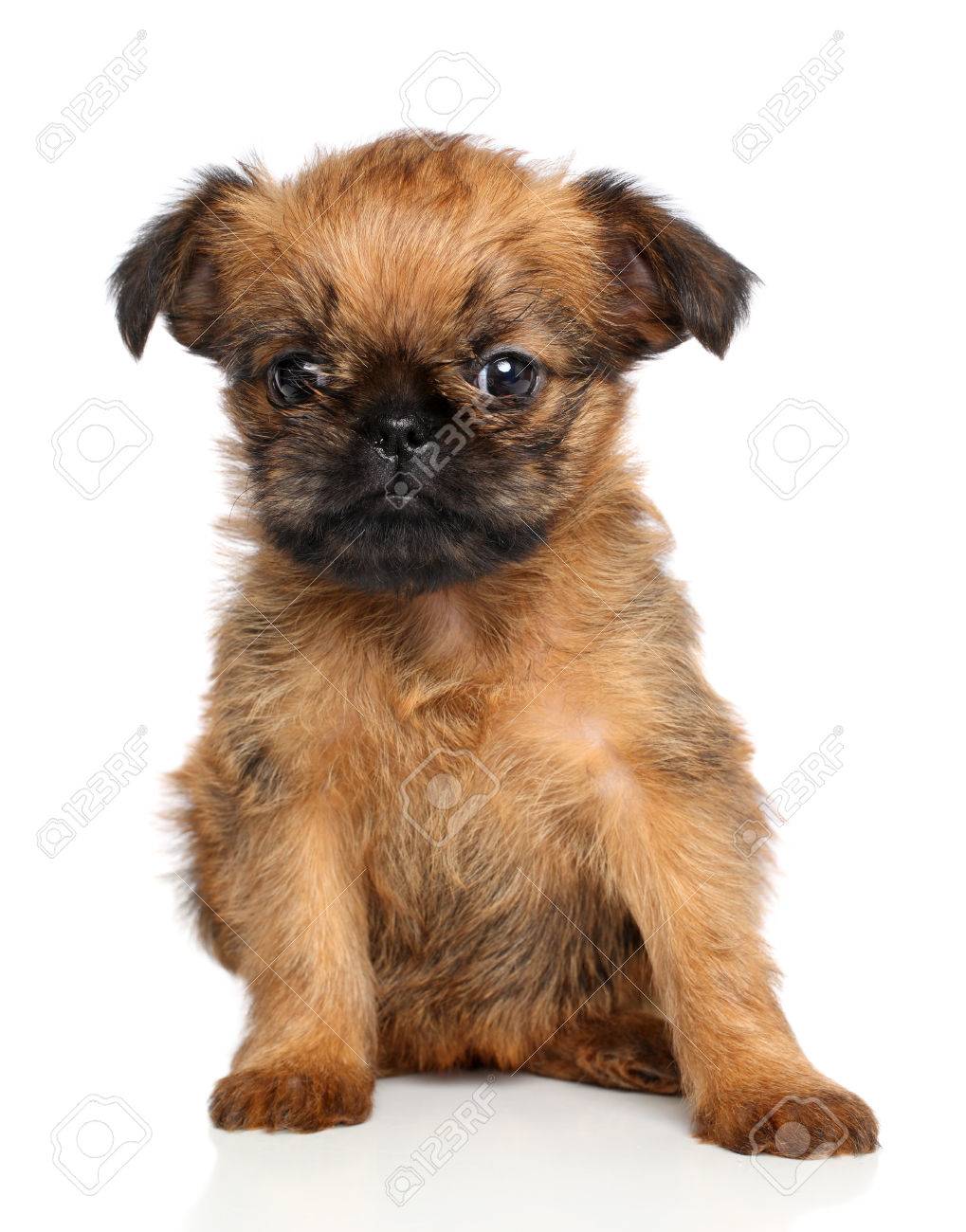 Griffon Bruxellois Puppy Sits On A White Background Stock Photo Picture And Royalty Free Image Image 23734297