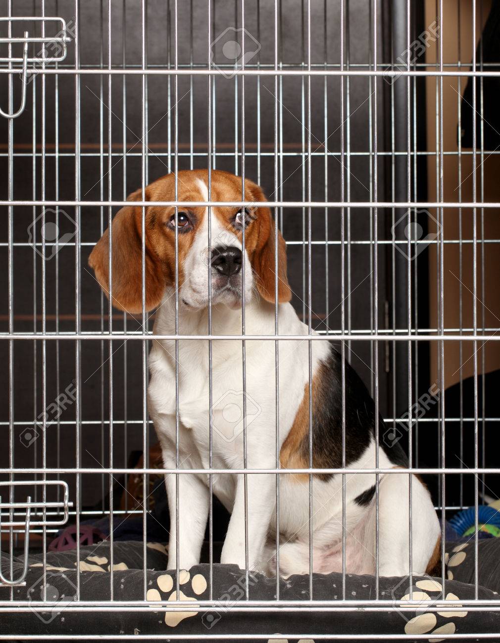 cage for beagle