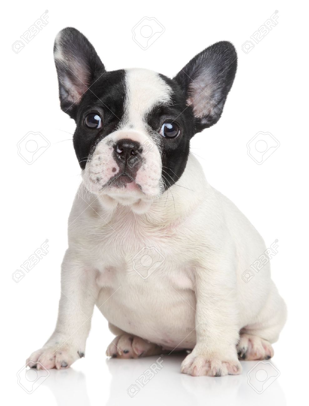 Chiot Bouledogue Francais Tourne En Studio Sur Un Fond Blanc Banque D Images Et Photos Libres De Droits Image