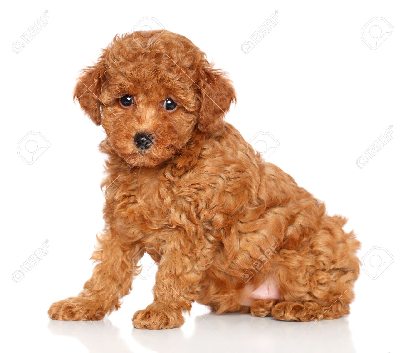 red toy poodle