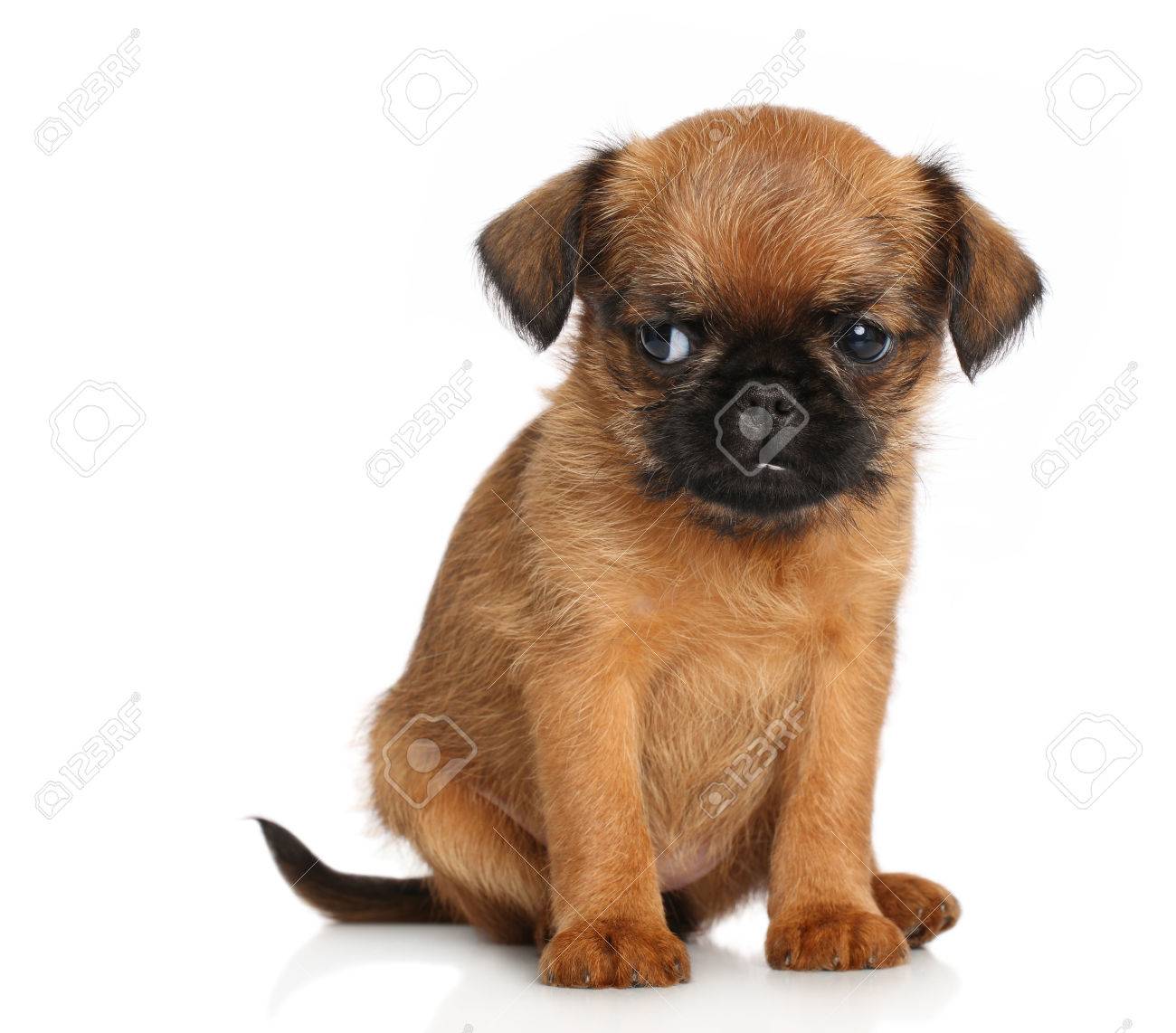 Griffon Bruxellois Puppy On A White Background Stock Photo Picture And Royalty Free Image Image 23759286