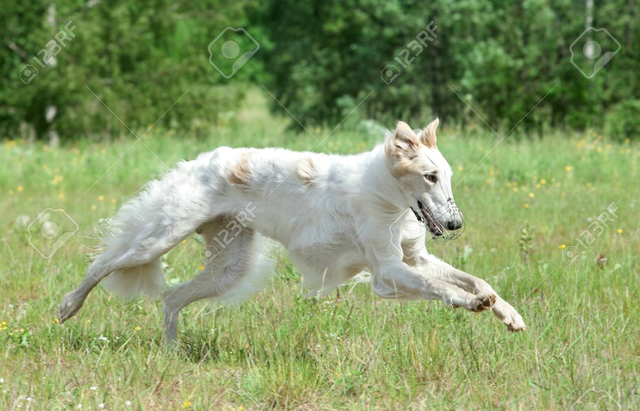 borzoi running