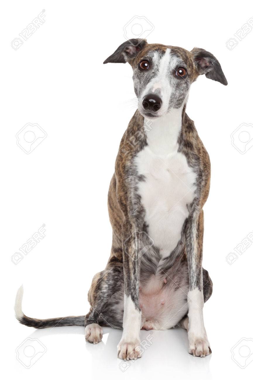 whippet dog