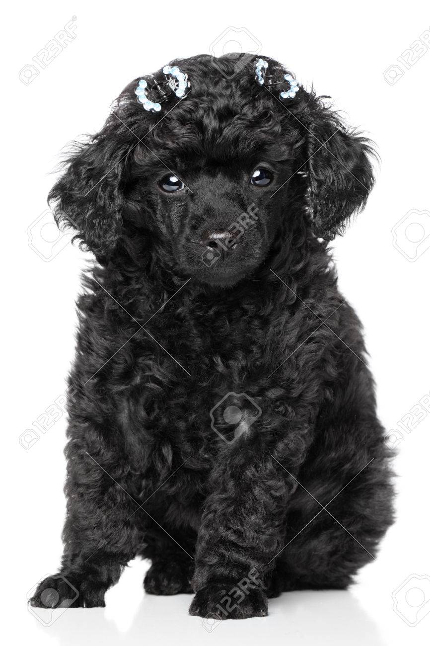 small poodle black