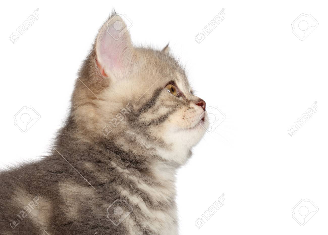 白い背景に英国ショートヘア子猫の横顔の肖像画 の写真素材 画像素材 Image