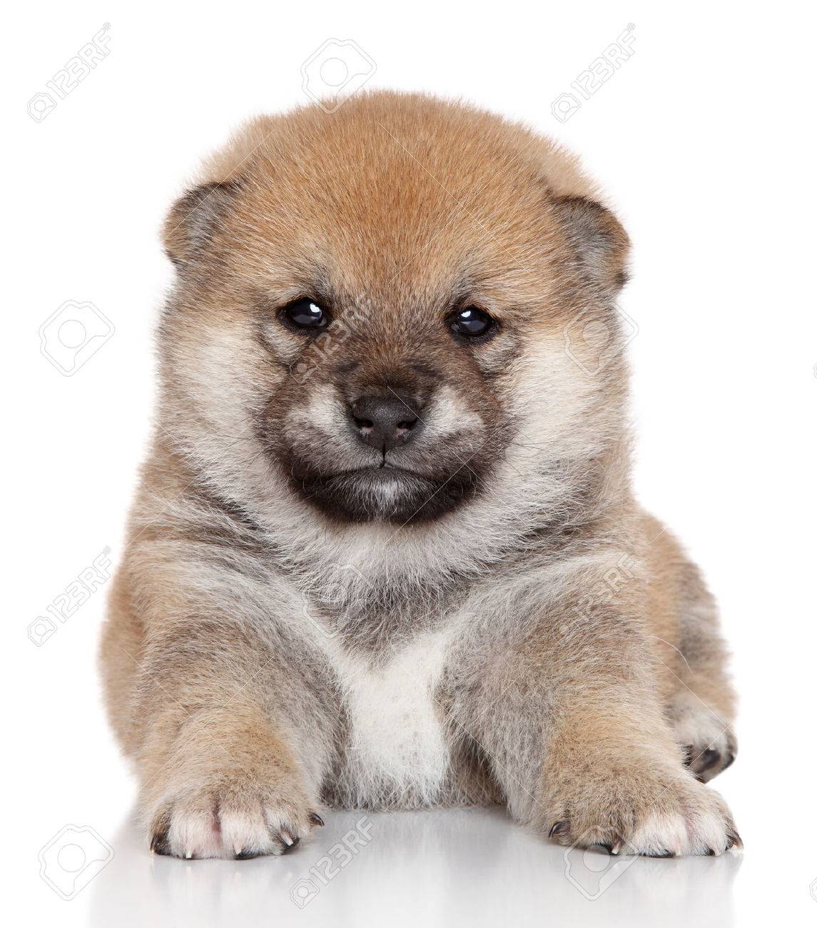 Japanese Shiba Inu Puppy Month Portrait On White Background