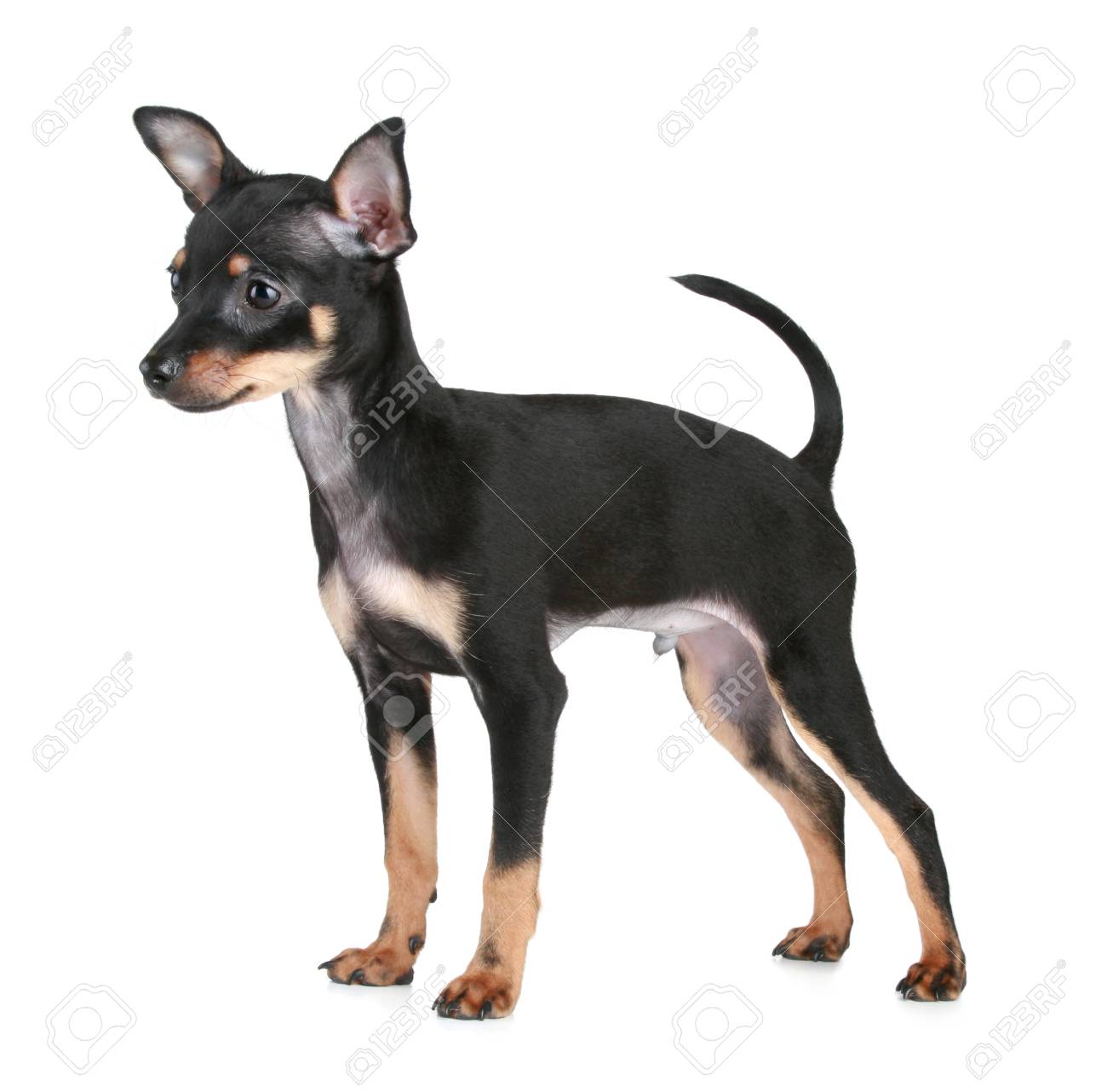 toy terrier