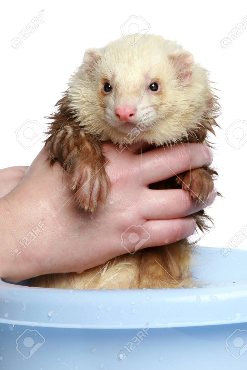 ferret water