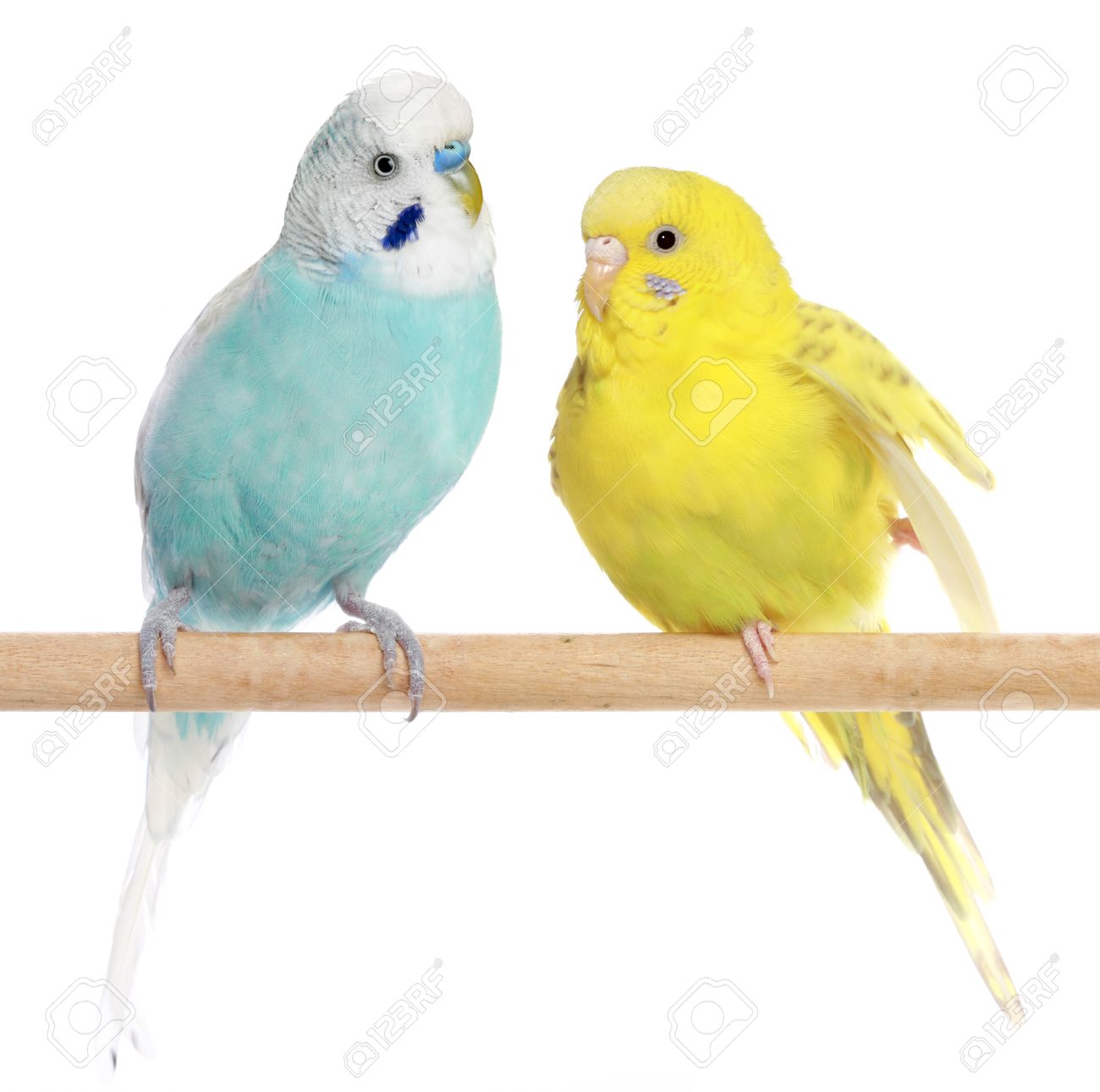 budgie perches