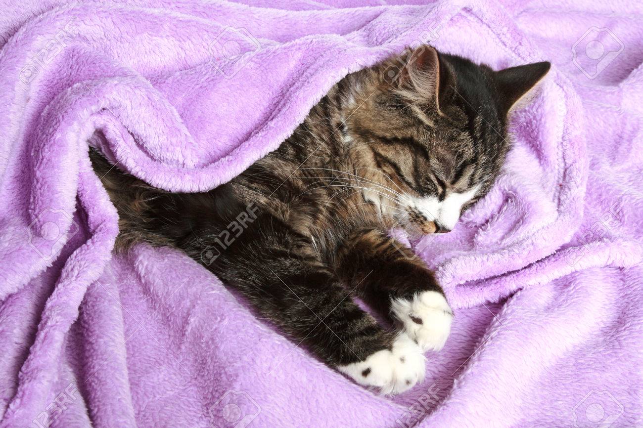 kitten sleeps the covered soft blanket stock photo picture and