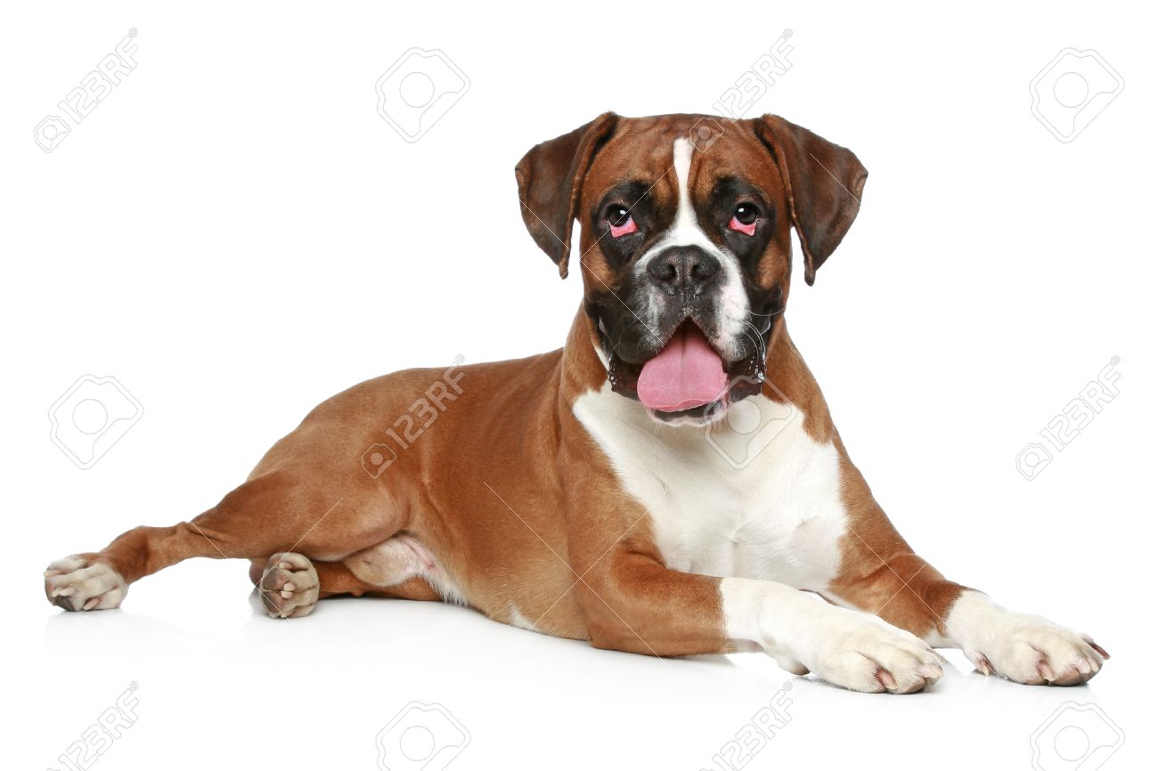 白い背景の上のボクサー犬の肖像画 の写真素材 画像素材 Image 白い背景の上のボクサー犬の肖像画 の写真素材 画像素材 Image