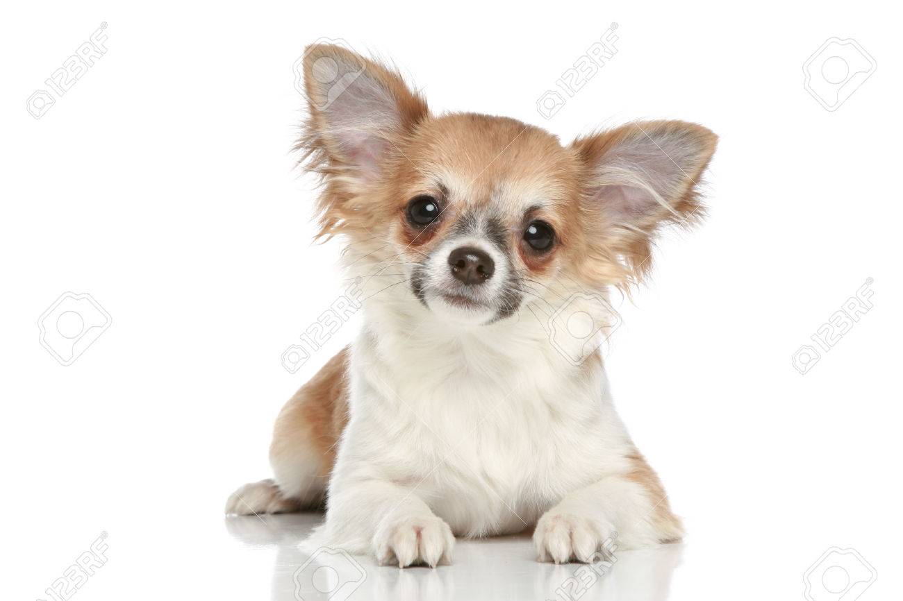 白い背景にロングコート チワワの子犬 の写真素材 画像素材 Image 白い背景にロングコート チワワの子犬 の写真素材 画像素材 Image