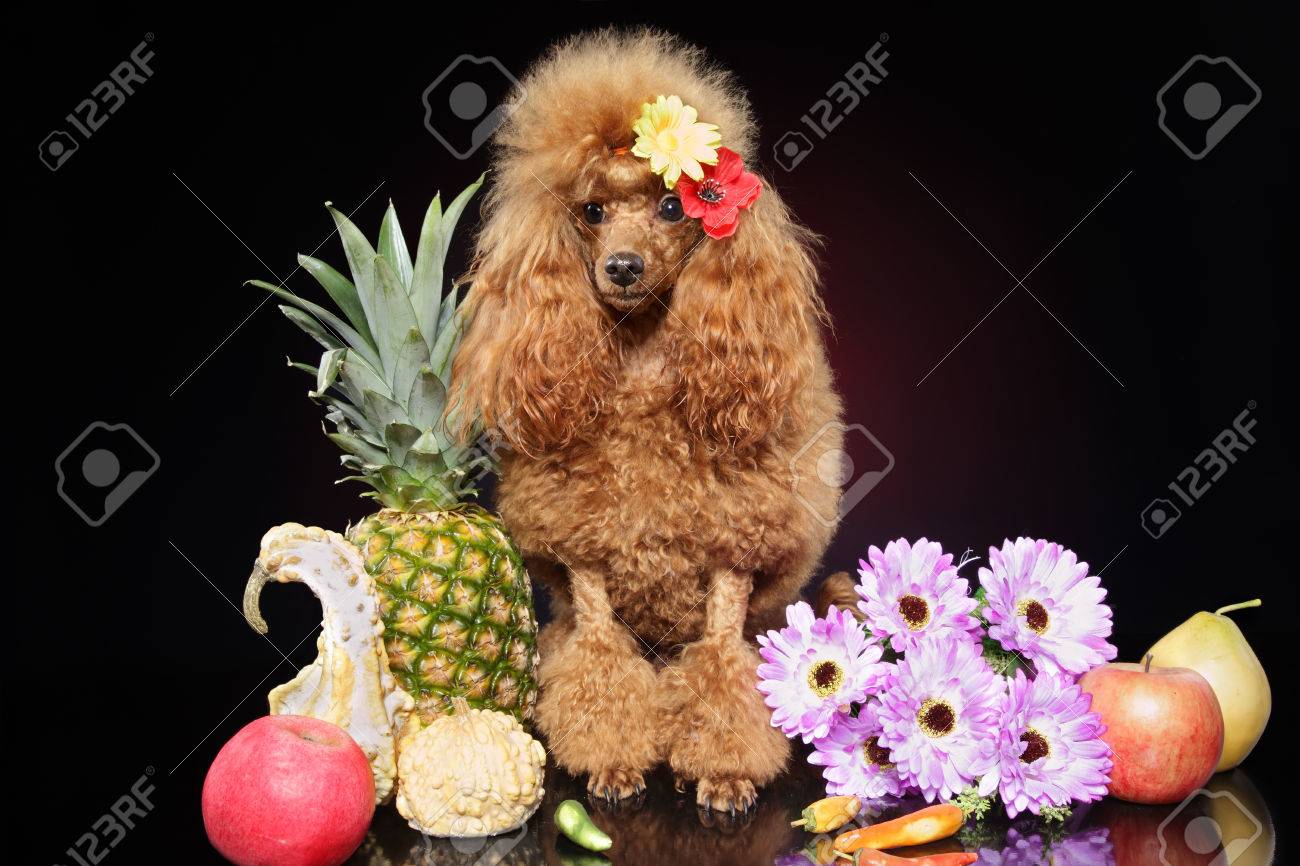 dark red poodle
