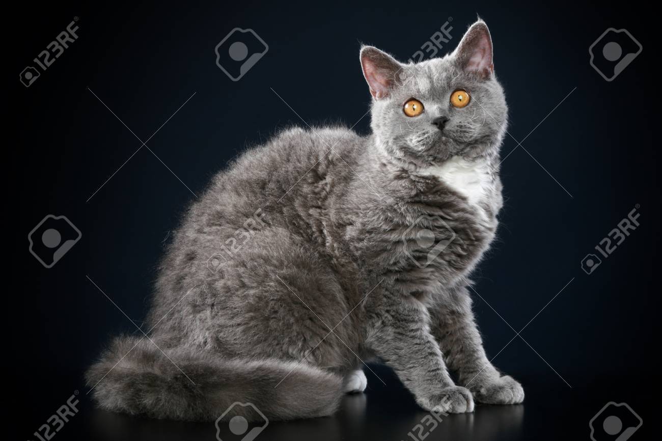 Selkirk Rex Race Chat Gris De Couleur Sur Fond Bleu Fonce Banque D Images Et Photos Libres De Droits Image Selkirk Rex Race Chat Gris De Couleur Sur Fond Bleu Fonce Banque D Images Et Photos Libres De Droits Image