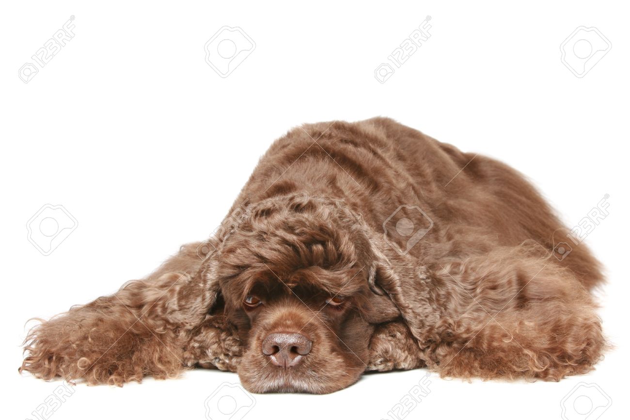 chocolate american cocker spaniel