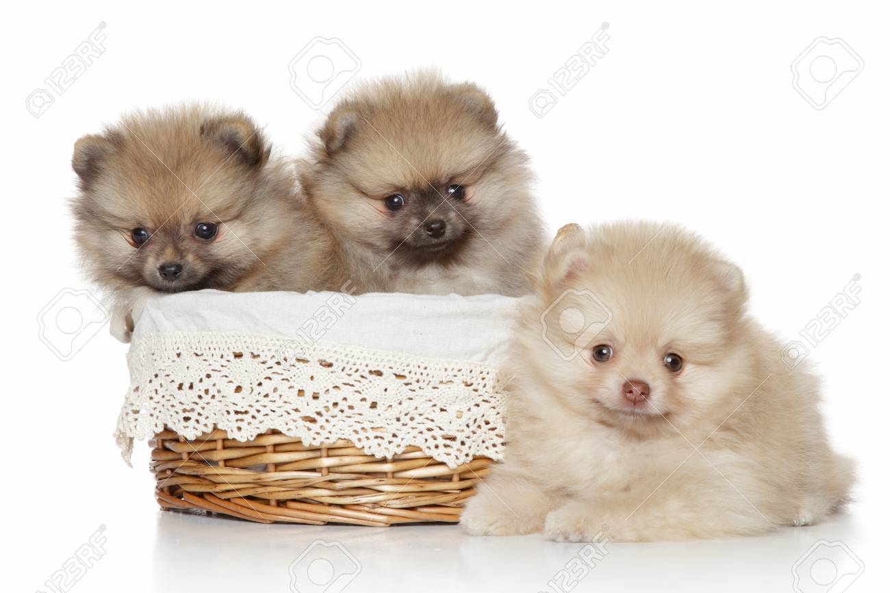 Toy Pomeranian Dogs Baby Pomeranian Price Toy Pom Pomeranian Boo Dog Price  Andhra Pradesh Pomeranian Dog, image size:1300x866