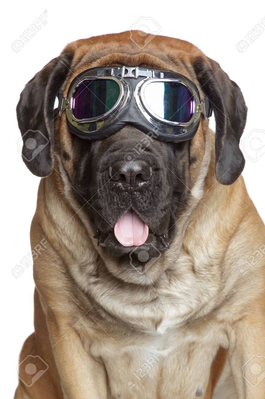 dog motorcycle glasses