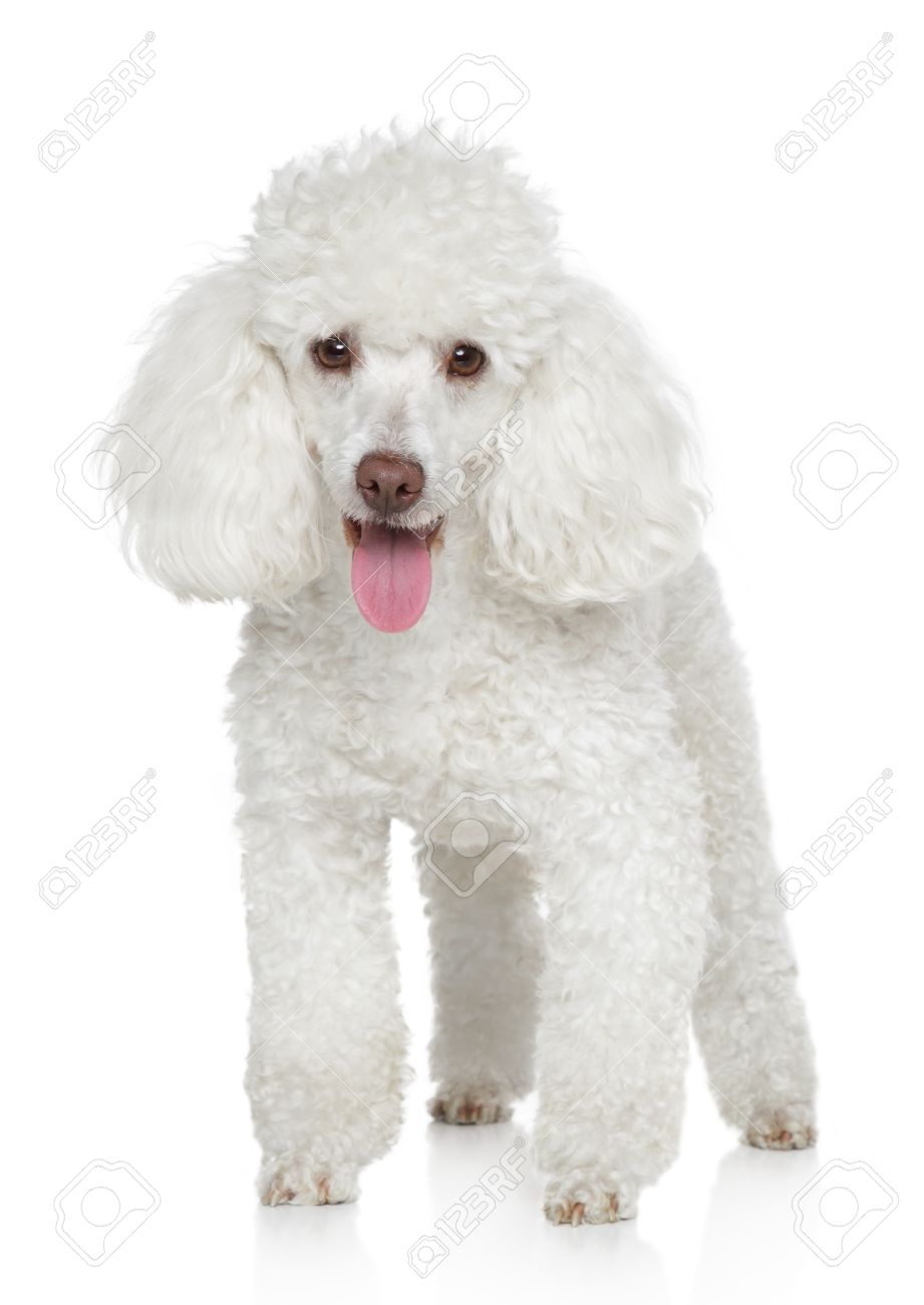 white poodle small