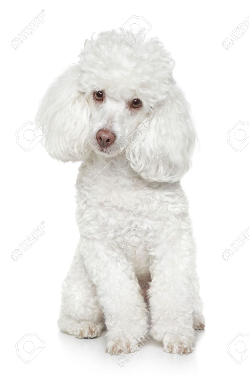 白い背景の上に座ってホワイト トイ プードル の写真素材 画像素材 Image