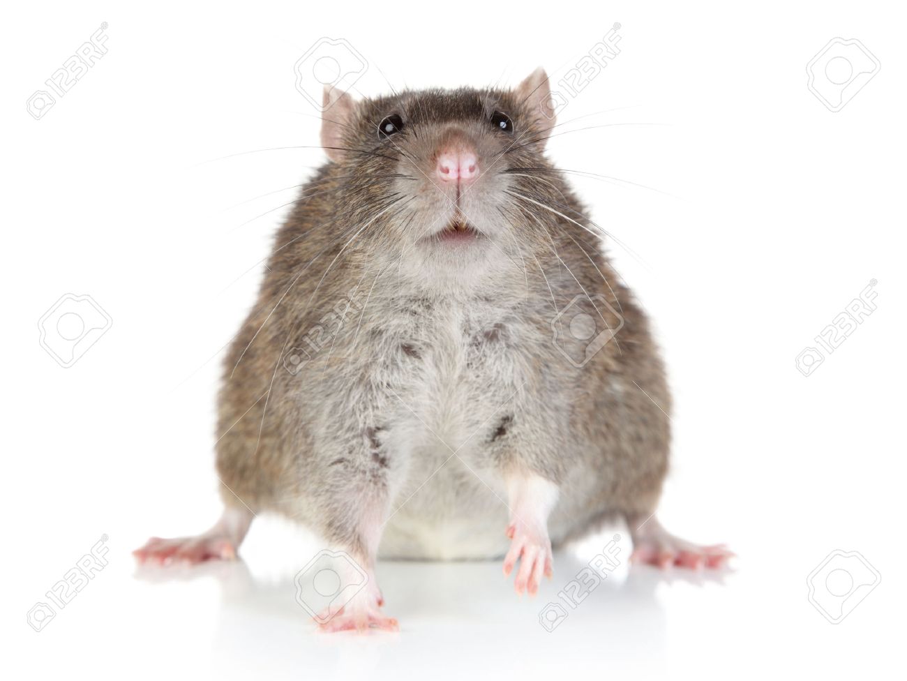 fat rat sits on a white background stock photo picture and royalty