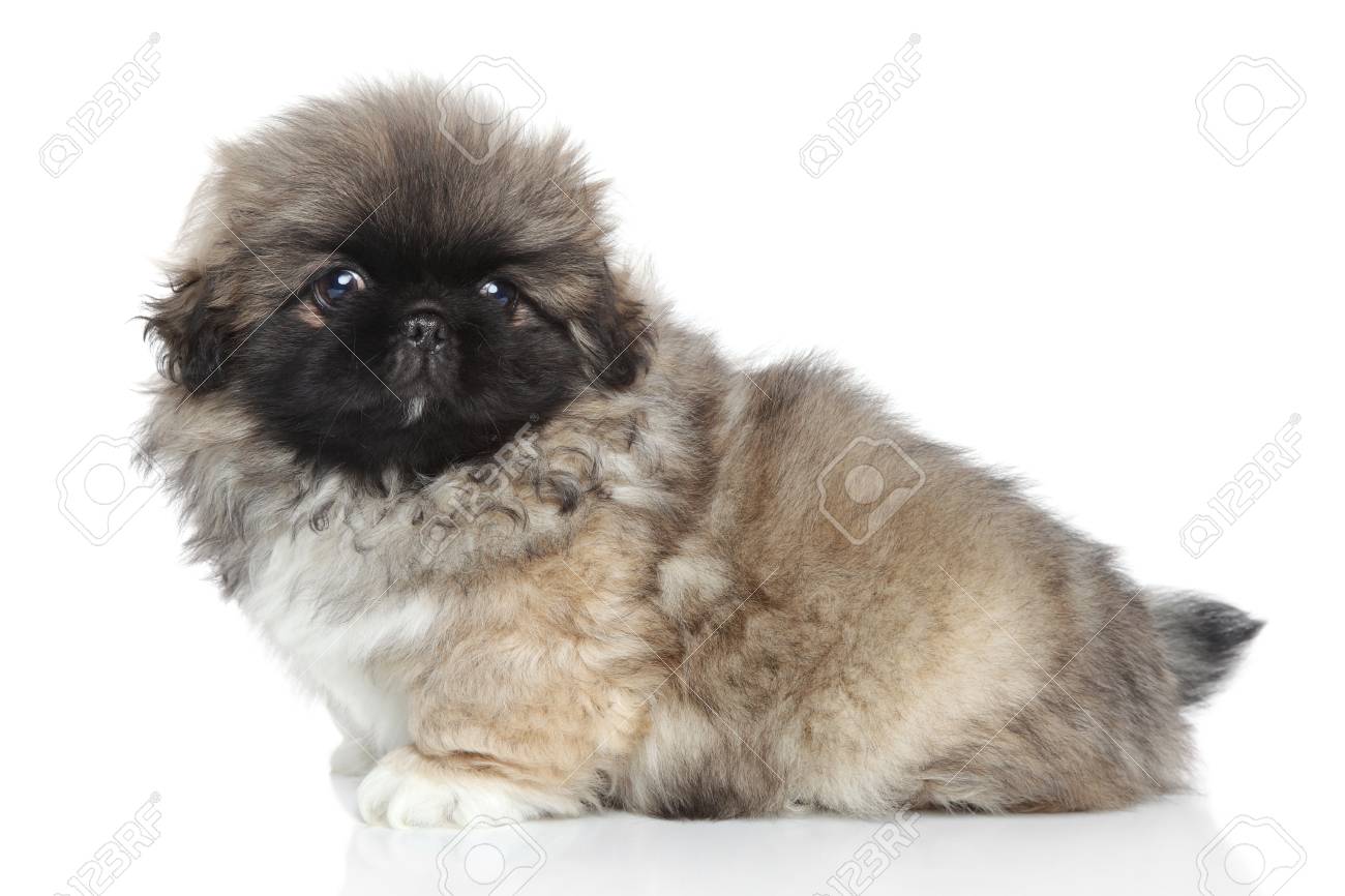 Perrito Pequines En Un Blanco Fotos Retratos Imagenes Y Fotografia De Archivo Libres De Derecho Image