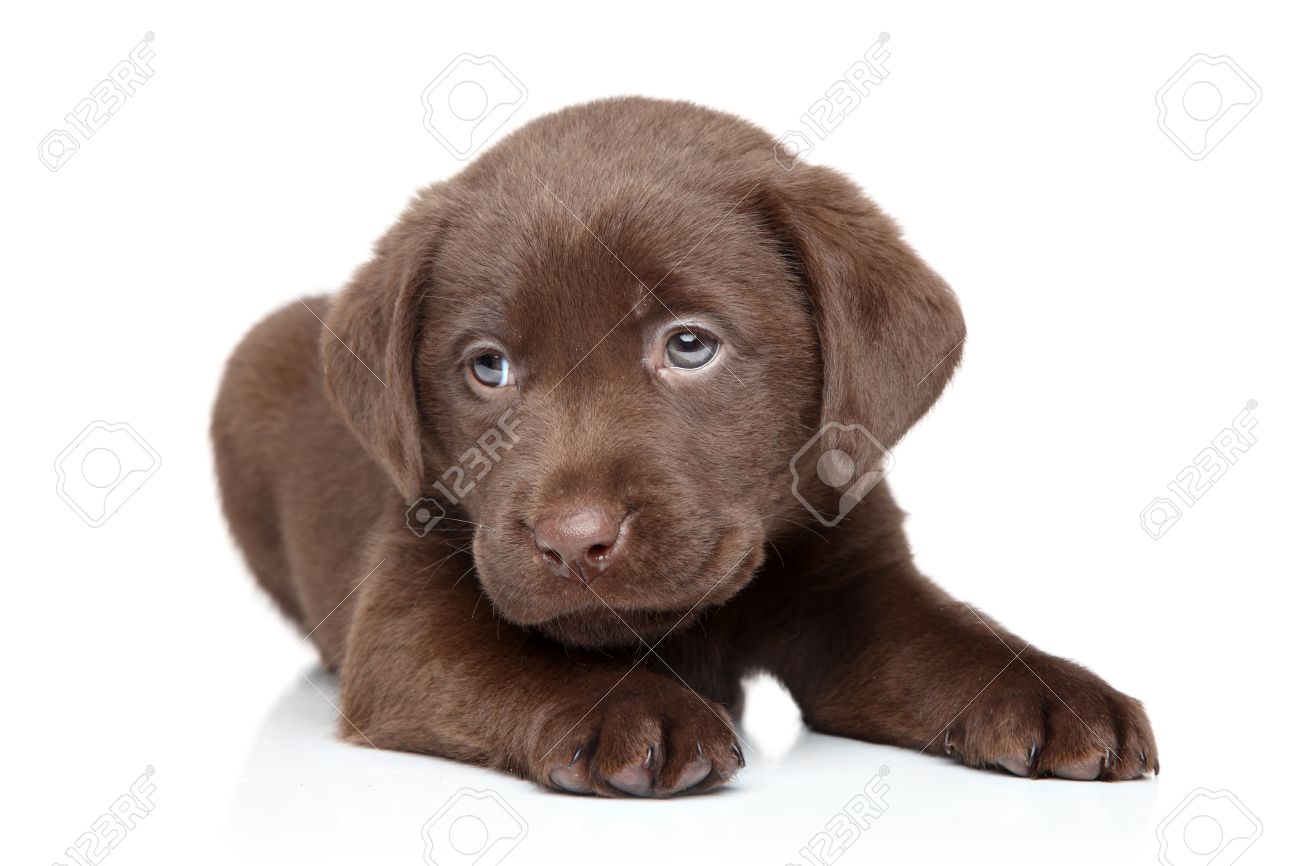 chocolate colored labrador