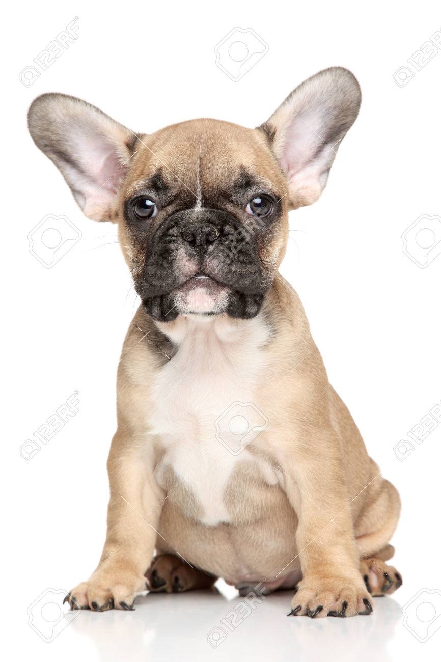 Portrait Mignon Chiot Bouledogue Francais 2 Mois Sur Un Fond Blanc Banque D Images Et Photos Libres De Droits Image