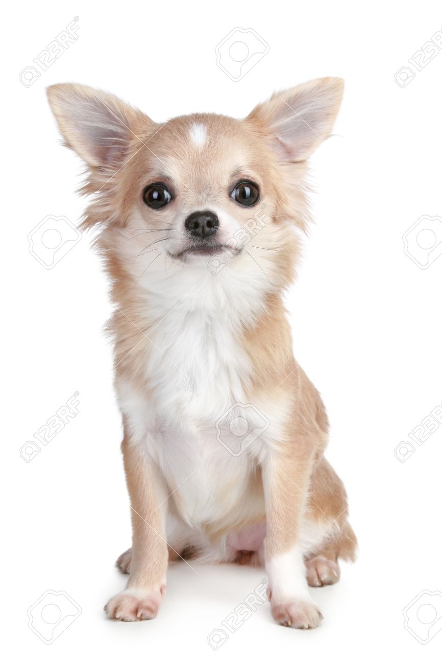 light brown chihuahua puppy