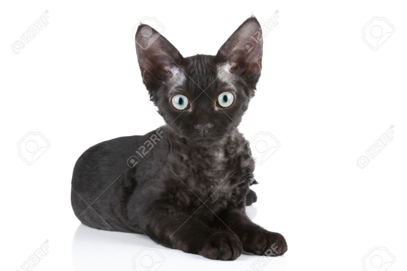 Devon Rex Black Cat 2025