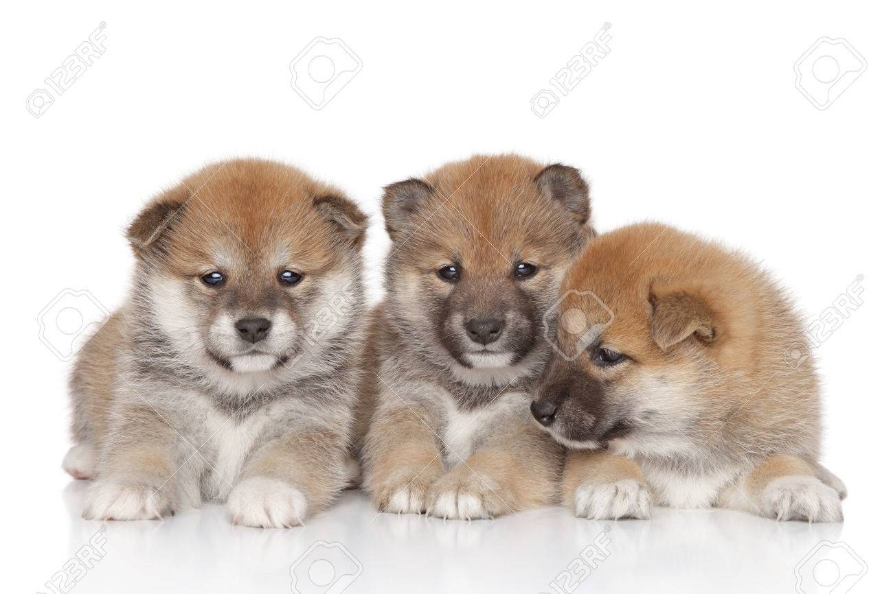 Japanese Shiba Inu Puppies On White Background